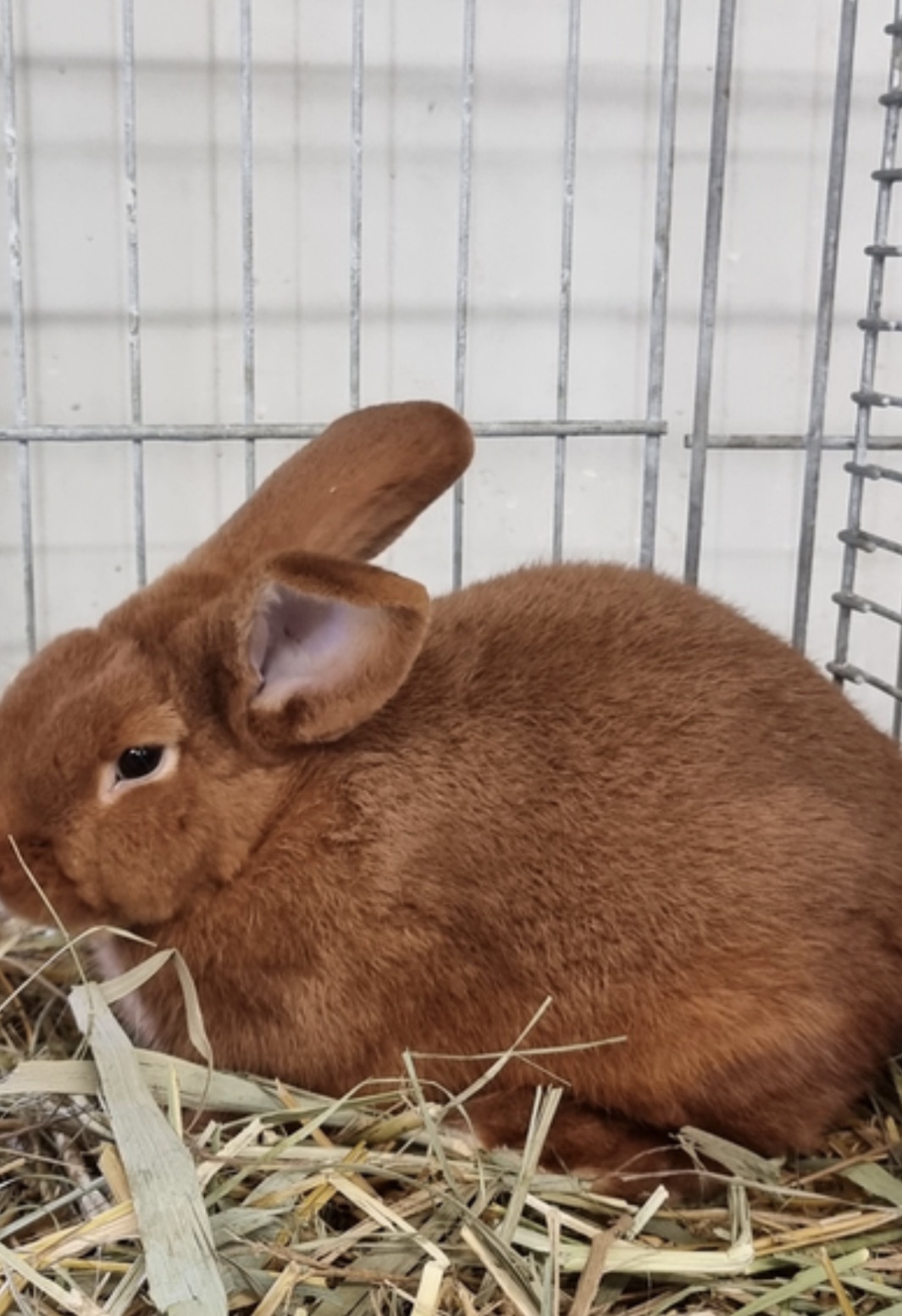 Rotes Neuseeländer-Kaninchen aus der Zucht von Milica Kress