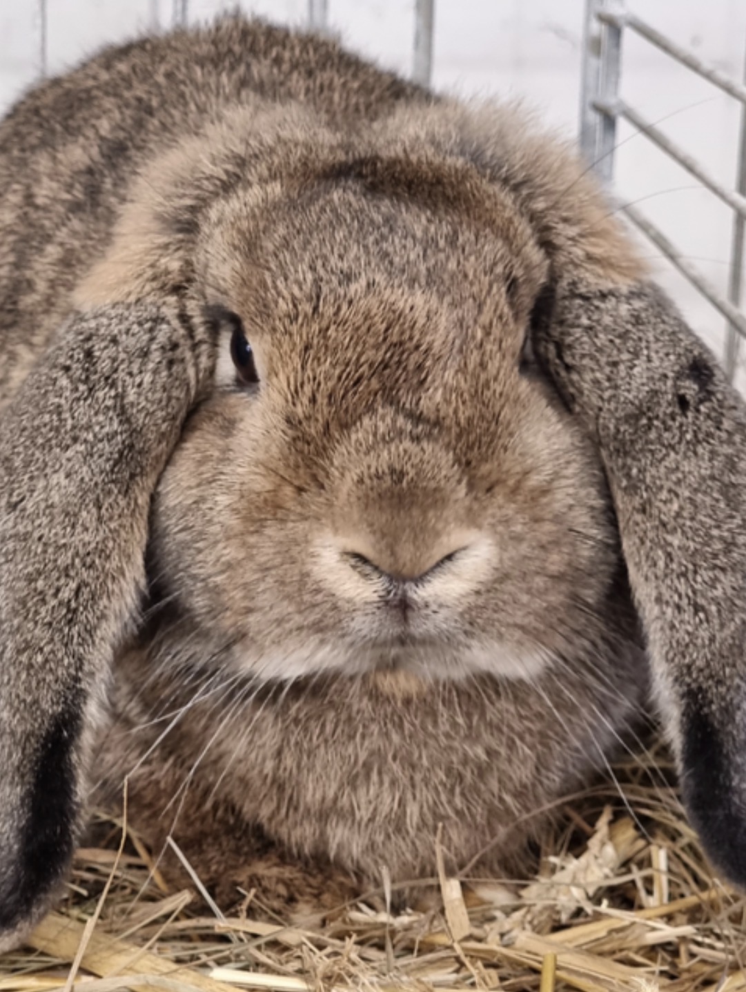 Deutscher Kleinwidder in wildfarben aus der Zucht von Hans Gottschling