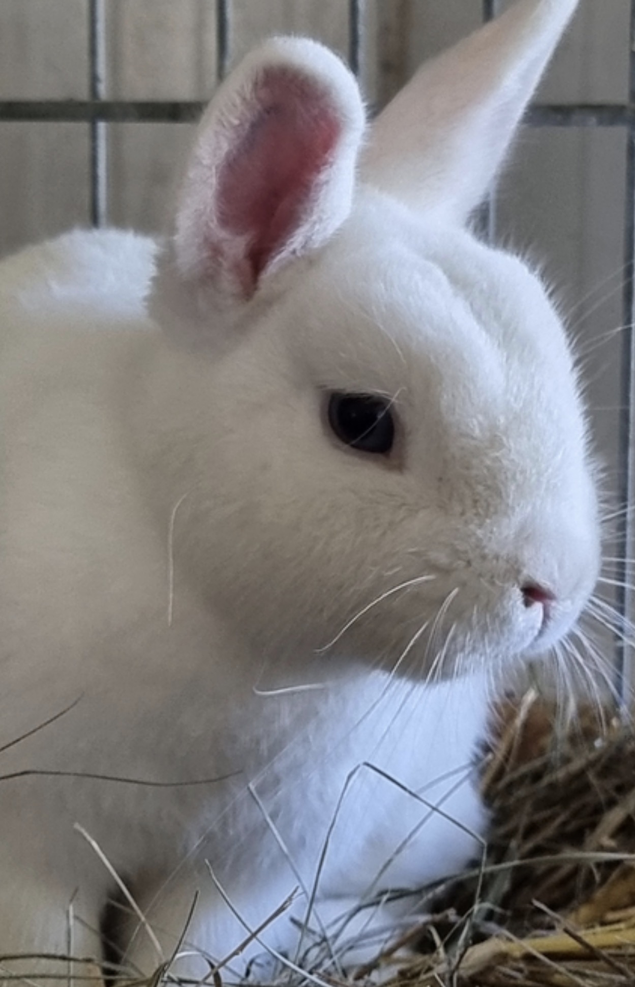 Kleinwidder und Hermelin-Kaninchen aus der Zucht Gomolka