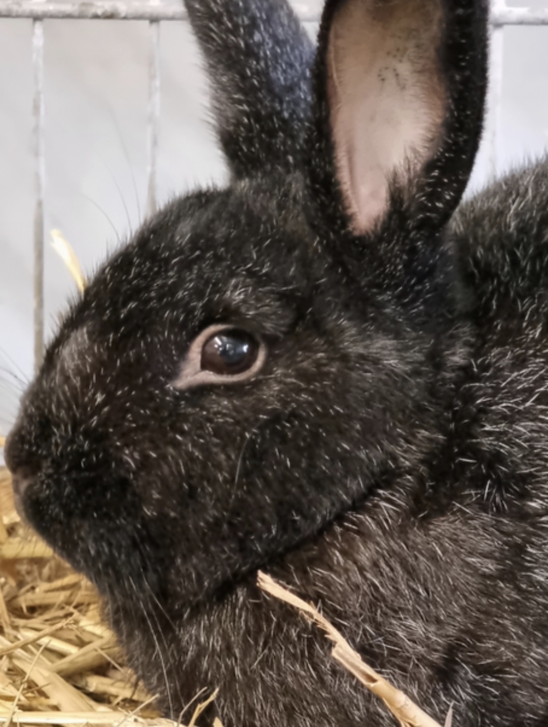 Kleinsilber-Kaninchen in schwarz aus der Zucht von Reinhold Gomolka